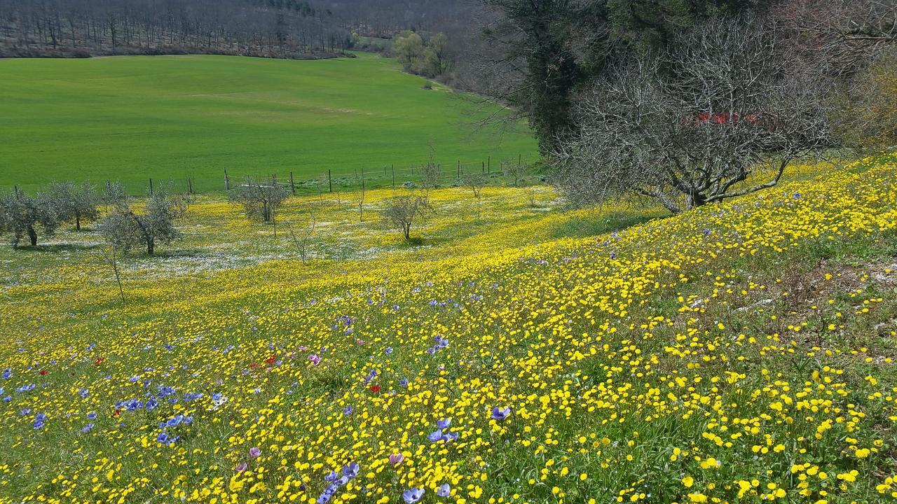 Agriturismo Natura E Salute San Gimignano Luaran gambar